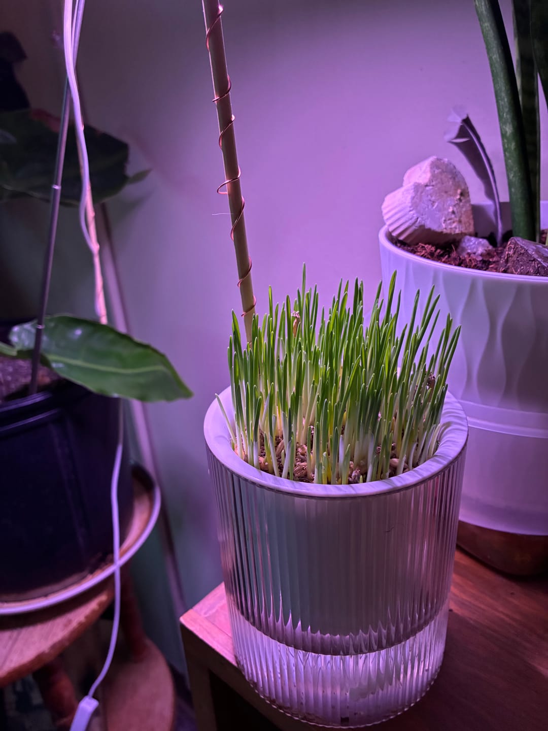 Customer photo review of Michu All-in-One Soil-Free Cat Grass Grow Kit - Made In USA