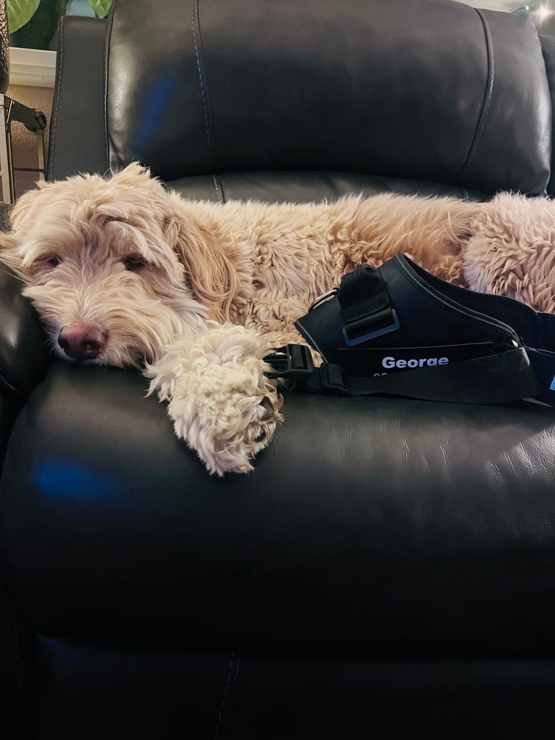 Customer photo review of Dogshood ™ No Pull Harness