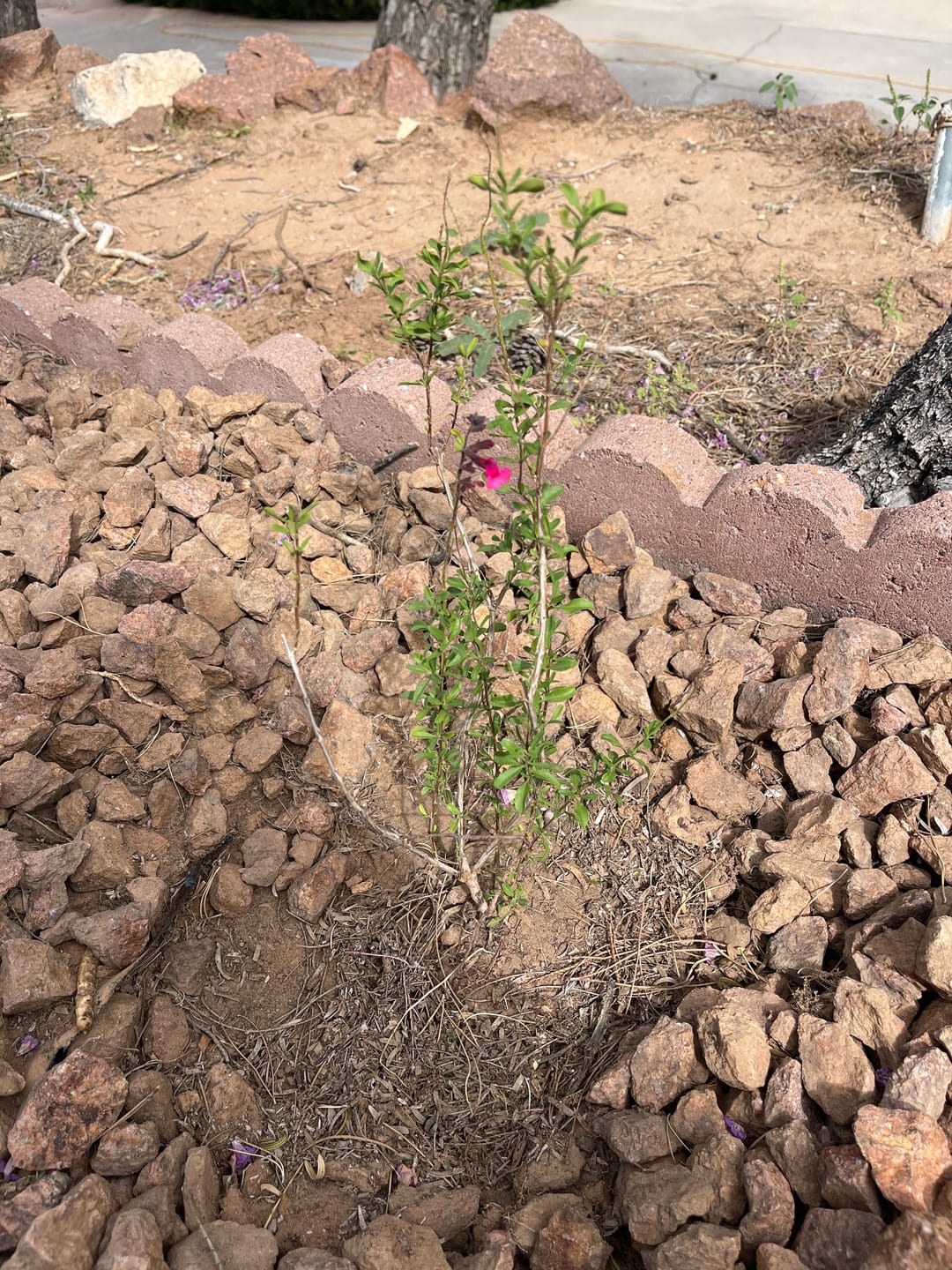Customer photo review of Salvia Greggii 'Pink'