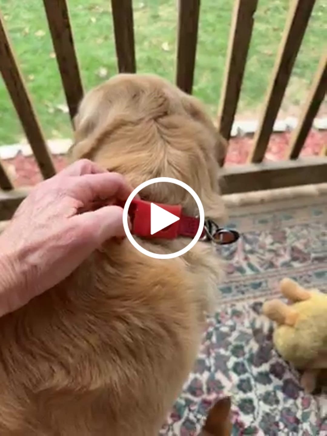 Customer video review of FurLife™ - 12 Months All Natural Flea and Tick Tags for Dogs