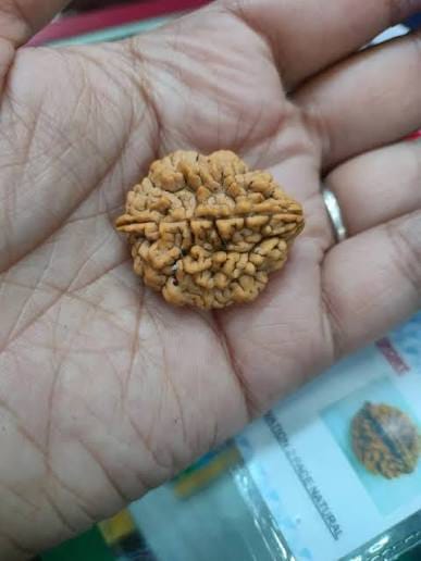 Customer photo review of South India Origin 2 Mukhi Rudraksha – 100% Natural & Certified