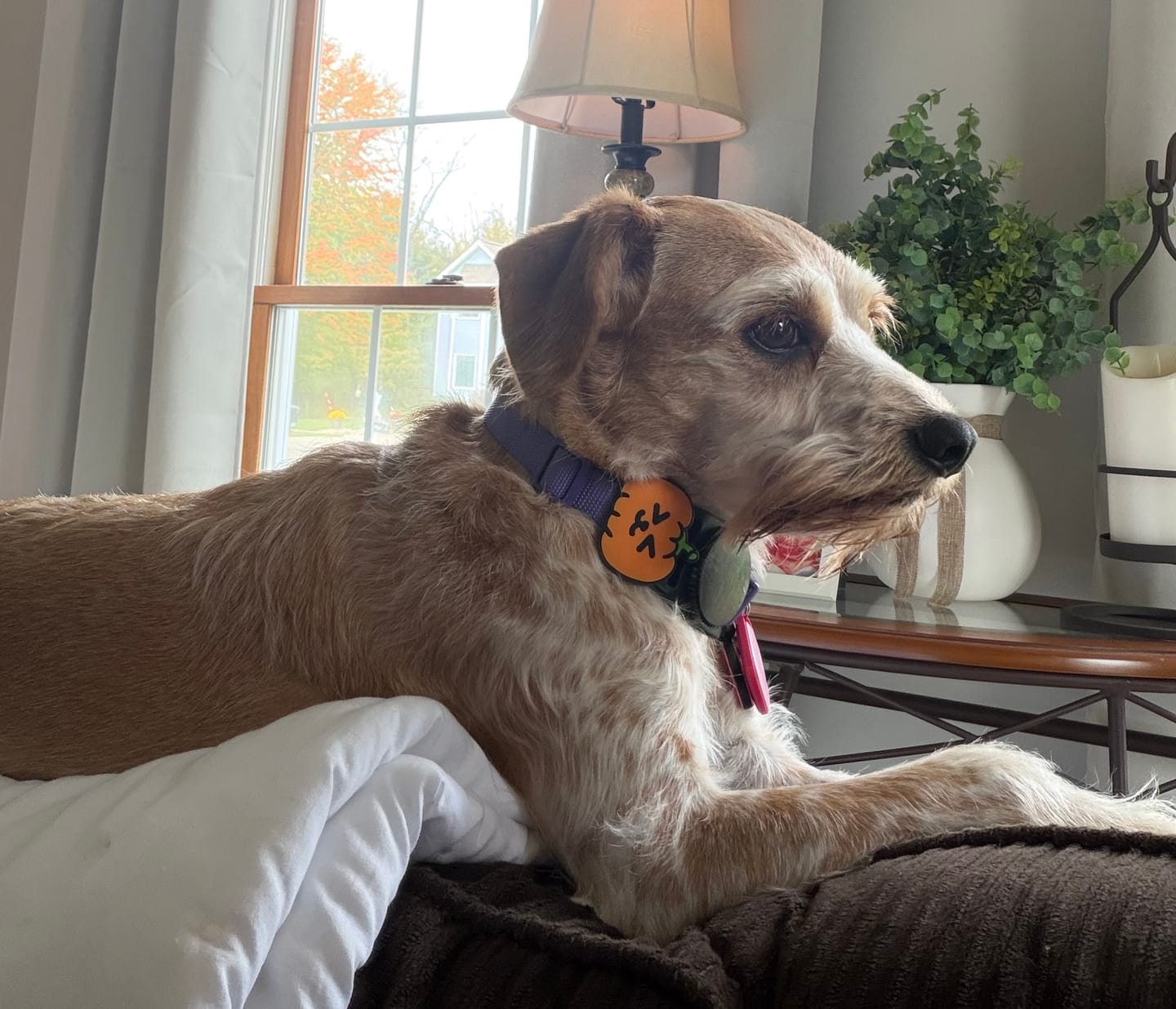 Customer photo review of Pumpkin Jiby Dog Charm