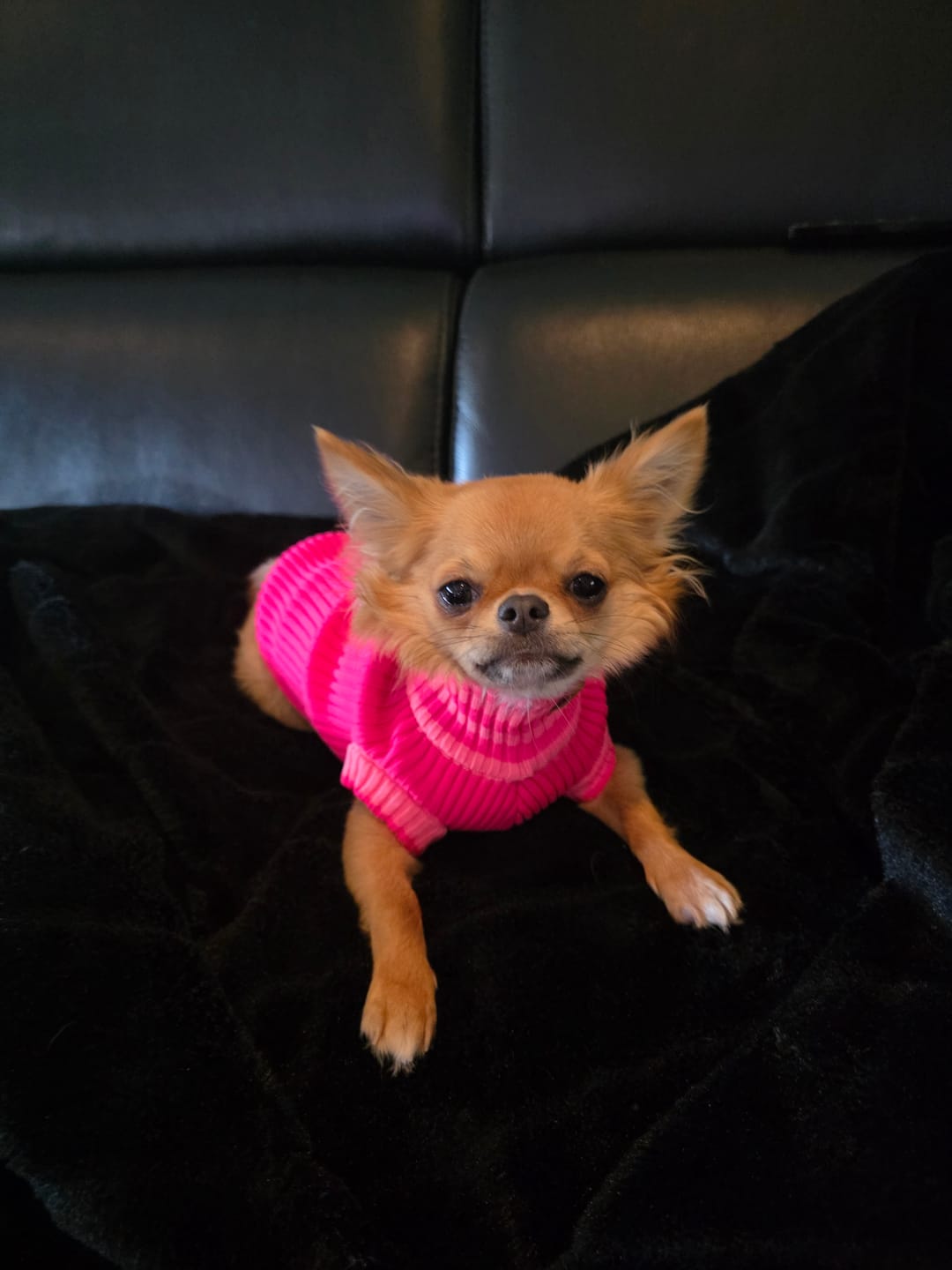 Customer photo review of Hundepullover gestrickt für Dackel, kleine & große Hunde, Neon Pink | lumiies® Glow Jumper 2.0
