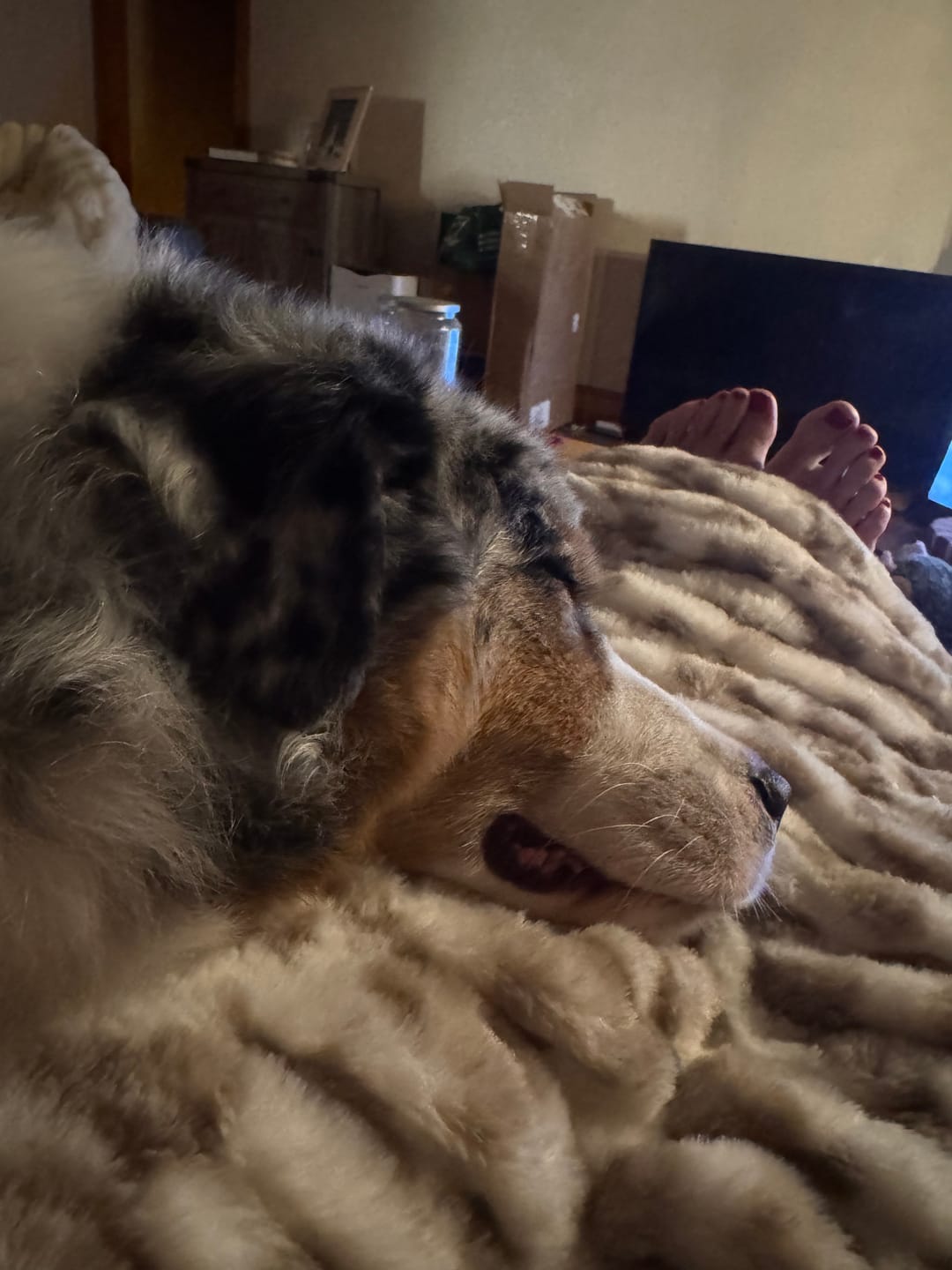 Customer photo review of Hugs Snow Leopard Blanket