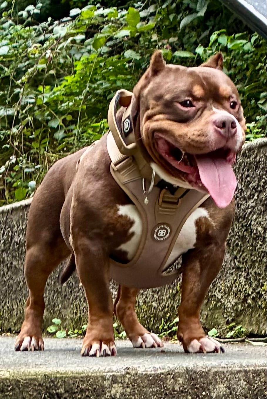 Customer photo review of Anti Pull Hurricane Harness Lighter | With Handle - Tan X Tan
