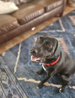 Customer photo review of Protector Auditivo Perro Gris