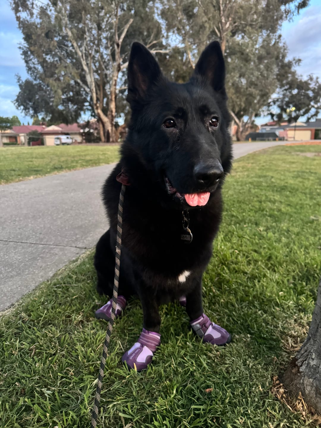 Customer photo review of 365 All-Season Dog Shoe 4PC Set - Purple