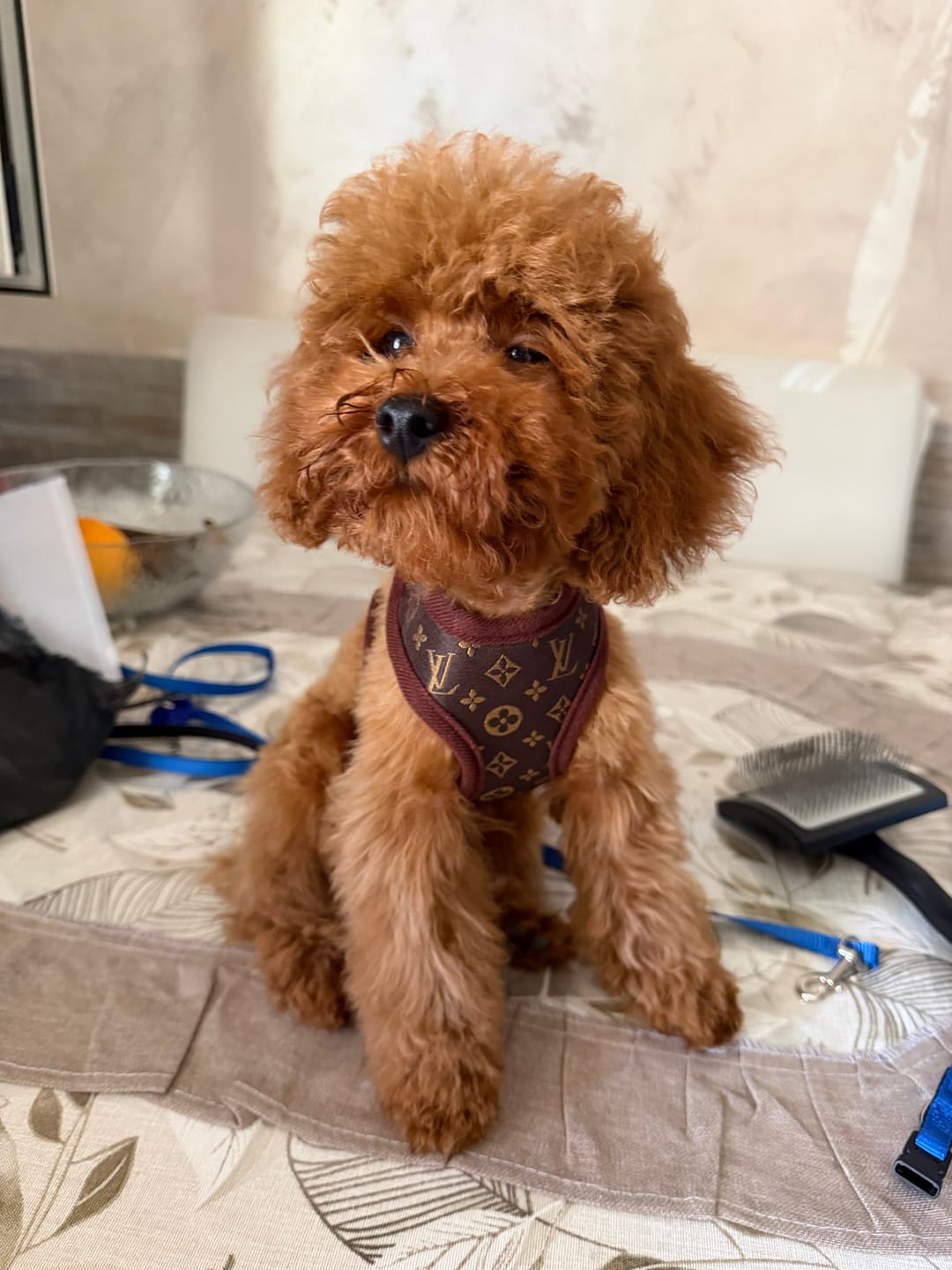 Customer photo review of Pettorina e guinzaglio Louis Pawtton
