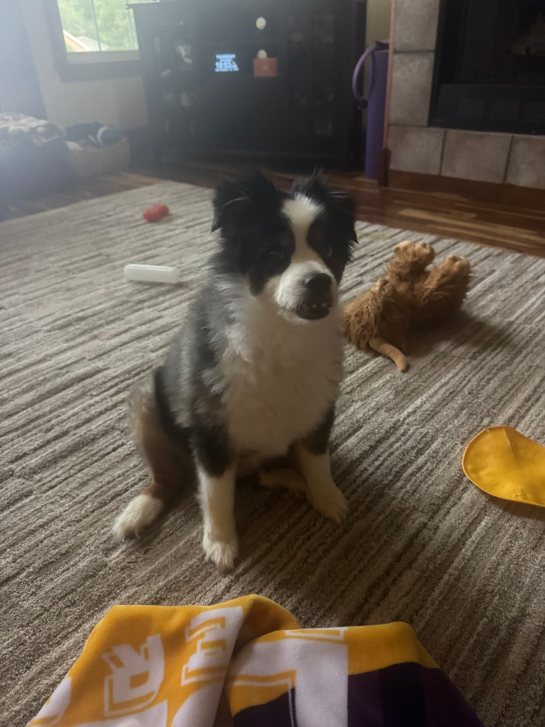 Customer photo review of Fresh Breathies Dental Health Chews