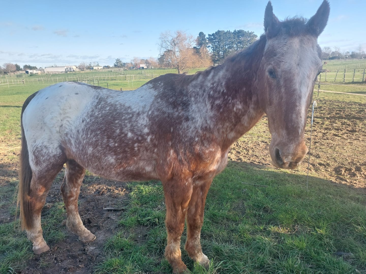 Customer photo review of Digestive EQ