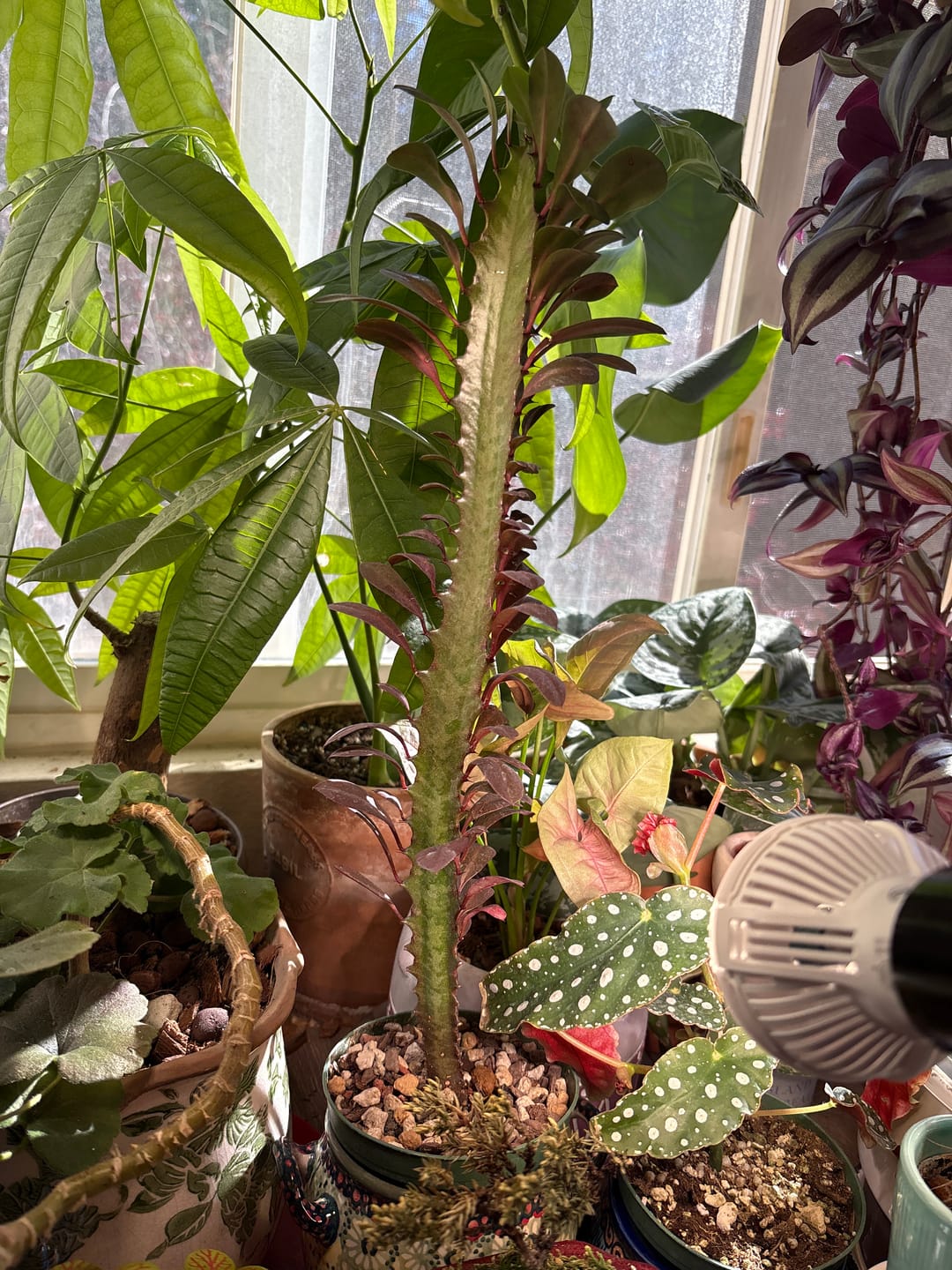 Customer photo review of Euphorbia trigona