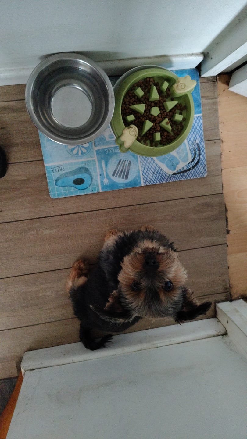Customer photo review of PetFamily Foods Razas Pequeñas