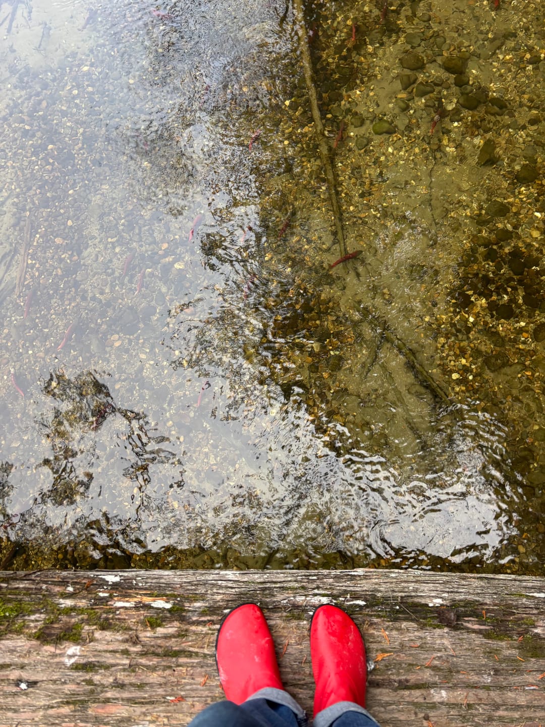 Customer photo review of Brisk Ⅰ - Barefoot Rain Boots
