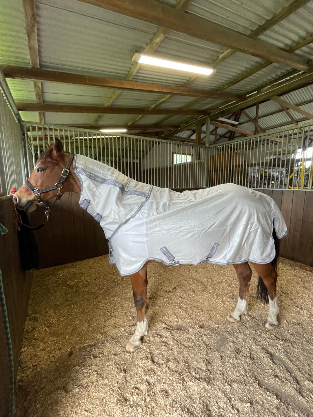 Customer photo review of Amigo Bug Rug Plus Pony