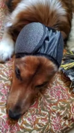 Customer photo review of Protector Auditivo Perro Gris