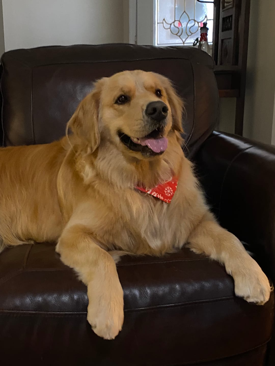 Customer photo review of Dogshood ™ No Pull Harness