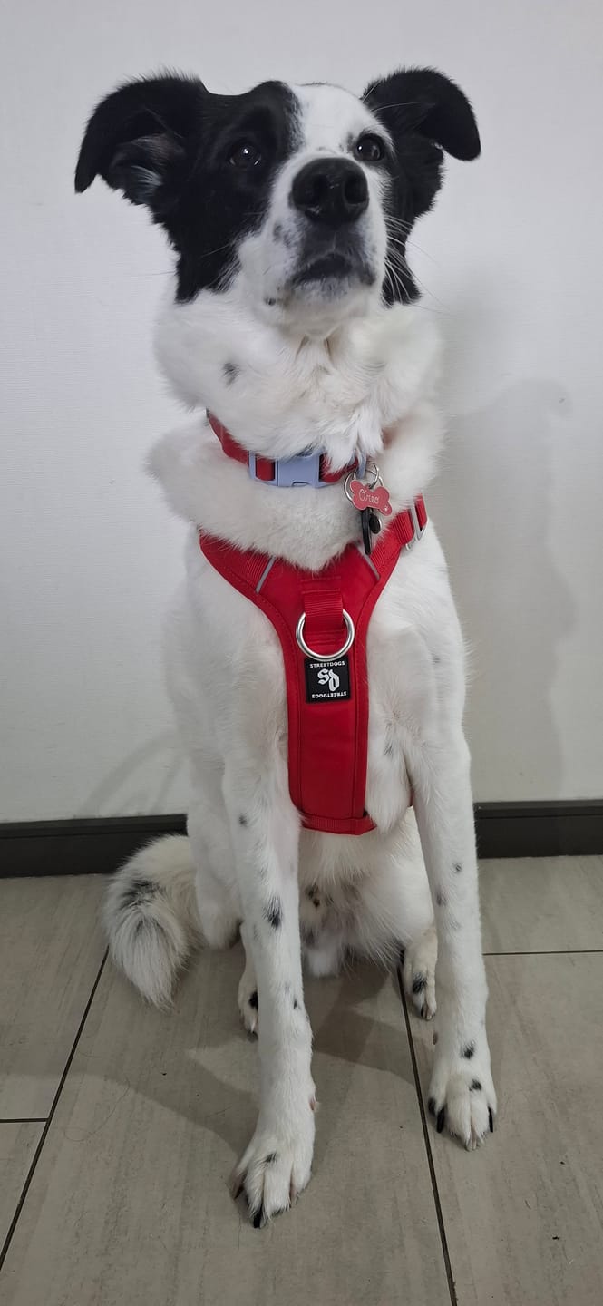 Customer photo review of Arnés Aerosport para Perros - Street Dogs - Red
