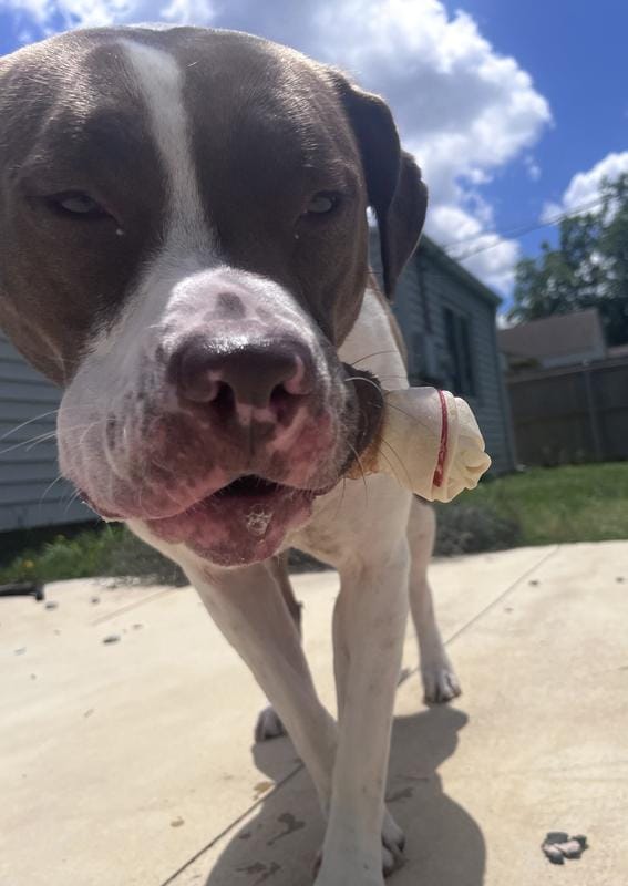 Customer photo review of Chicken-Wrapped Knotted Rawhide Dog Bones, 6.5 in , 10.6 oz