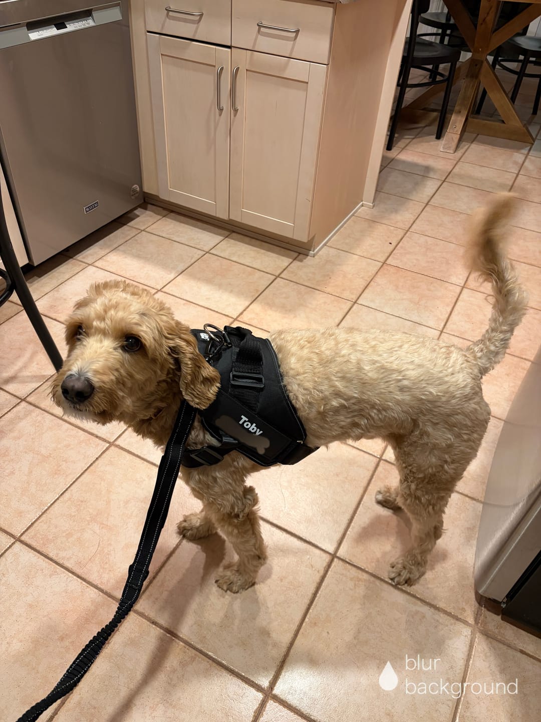 Customer photo review of Dogshood ™ No Pull Harness