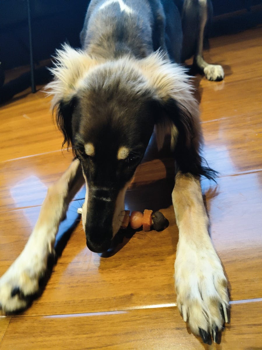 Customer photo review of Chicken, Duck & Beef Rawhide Dog Kabob Chews , 10.6 oz