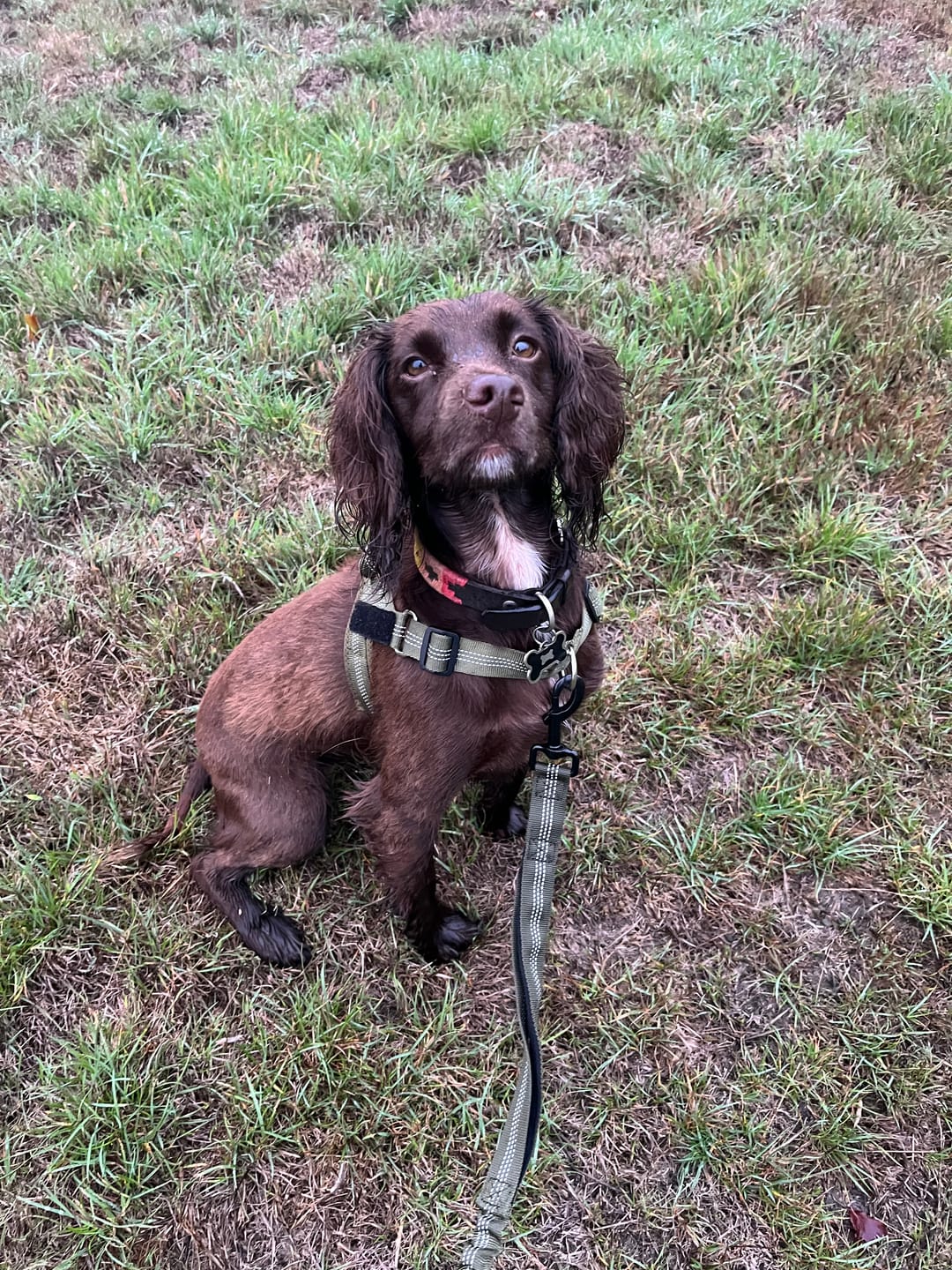 Customer photo review of Matching Bungee Lead