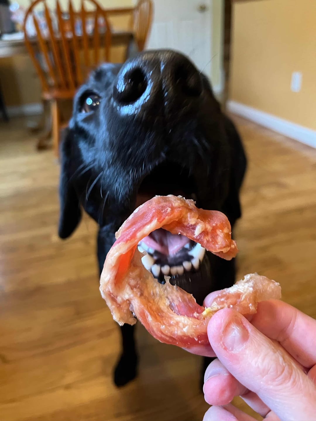 Customer photo review of Chicken Jerky Rings for Dogs with Glucosamine , 10.6 oz