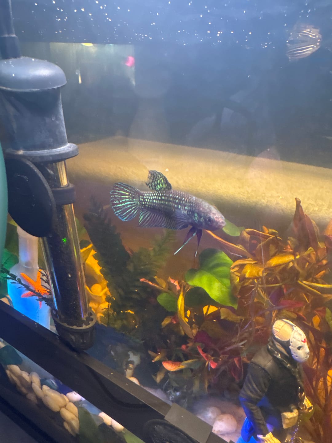 Customer photo review of Green Alien Female Betta Fish