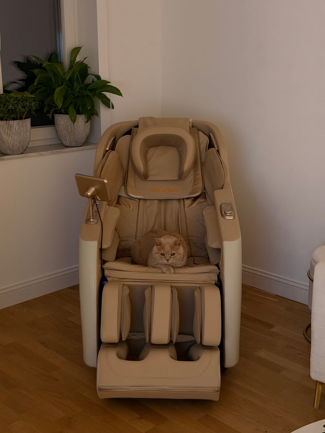 Customer photo review of Fotel masujący Sakura Prime 101 kremowo beżowy