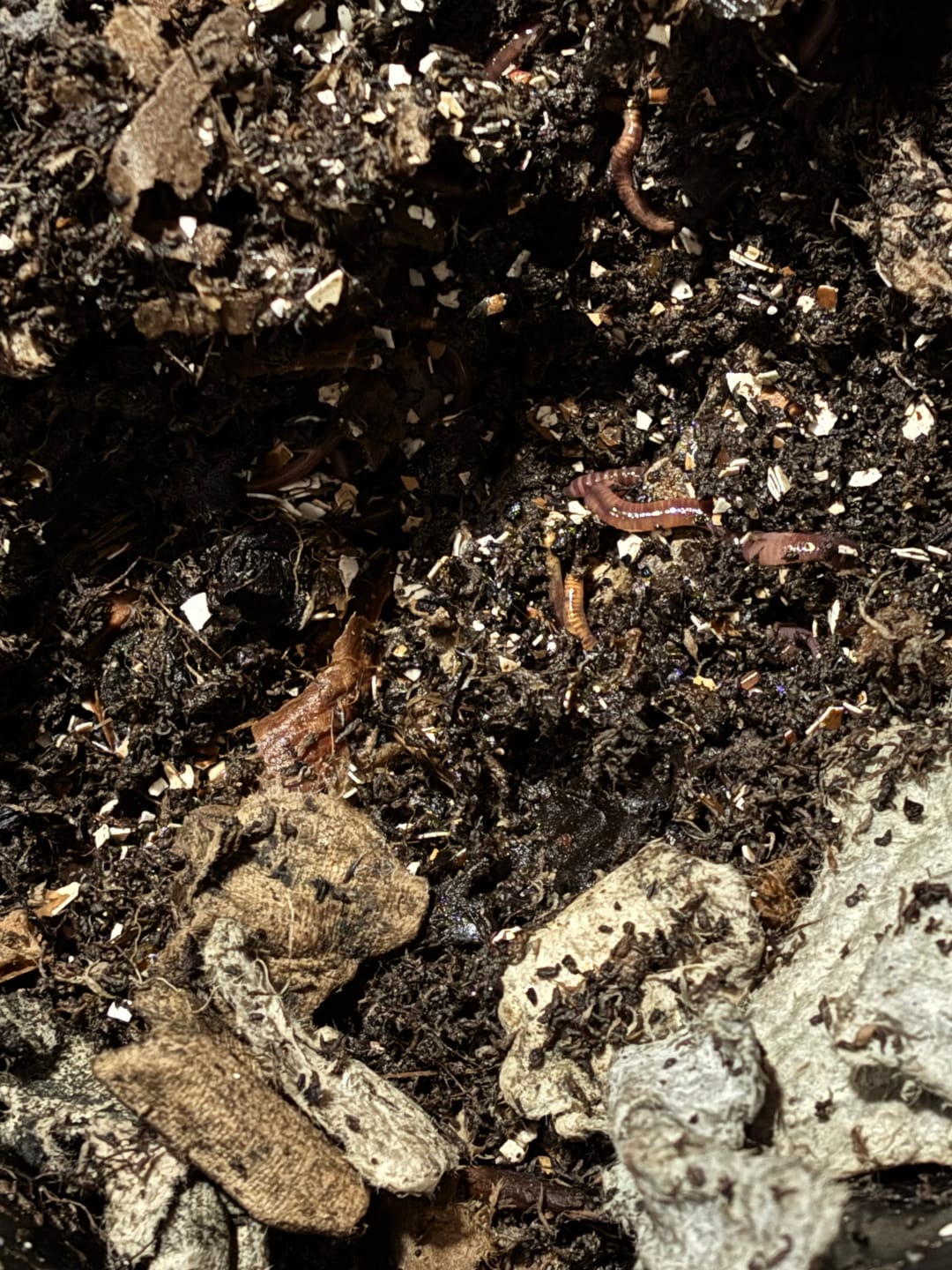 Customer photo review of Red Wigglers Composting Worms