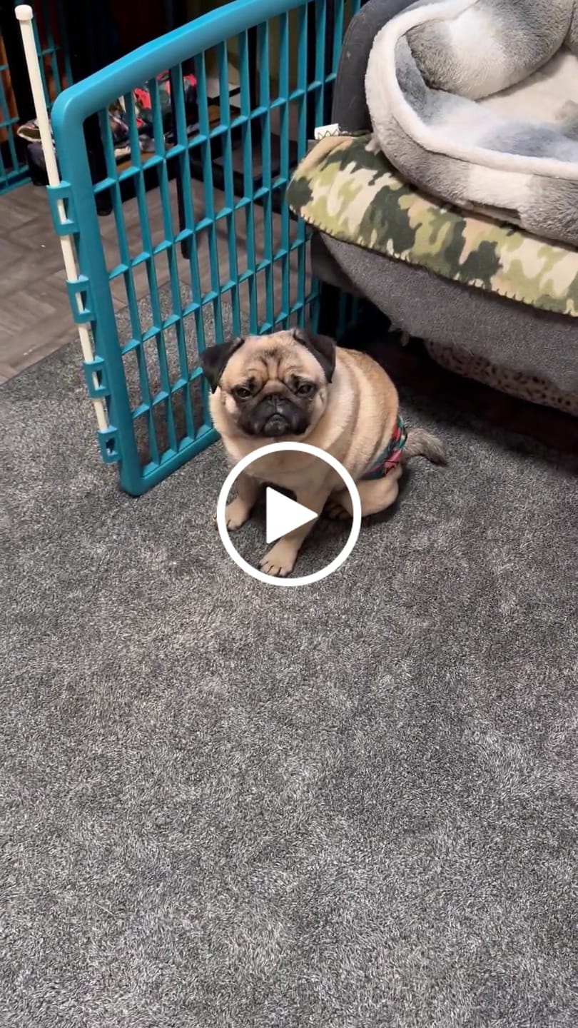 Customer video review of Penny the Pug Pendulum Clock