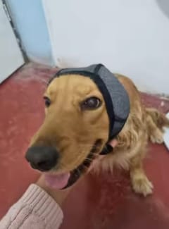 Customer photo review of Protector Auditivo Perro Gris