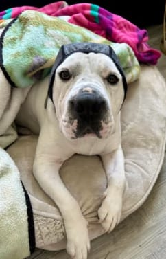 Customer photo review of Protector Auditivo Perro Gris