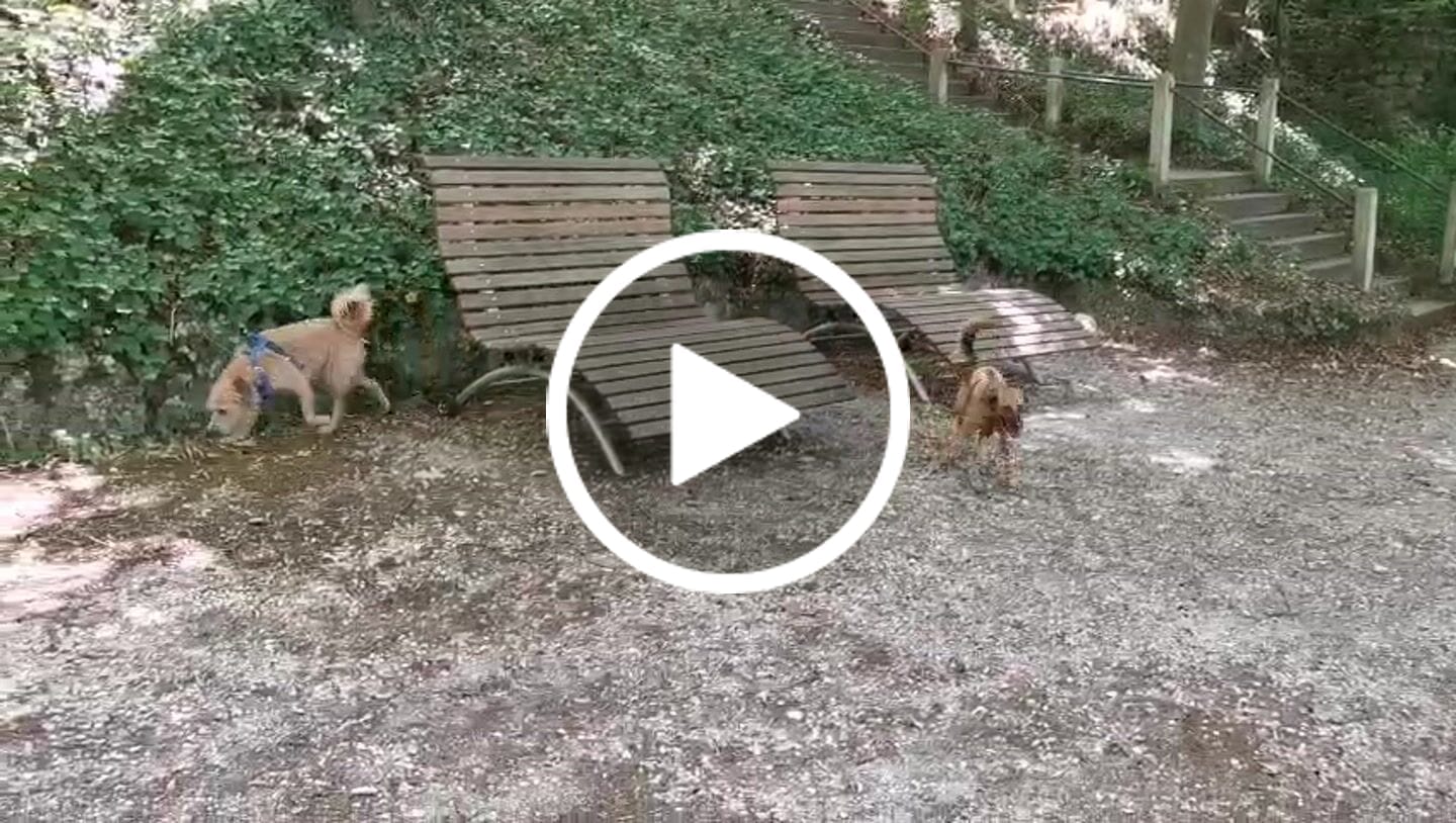 Customer video review of Wurmtest Plus Hund