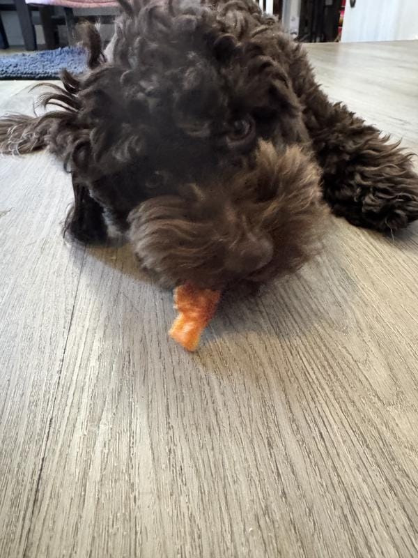 Customer photo review of Chicken-Wrapped Sweet Potato Dog Chews , 10.6 oz