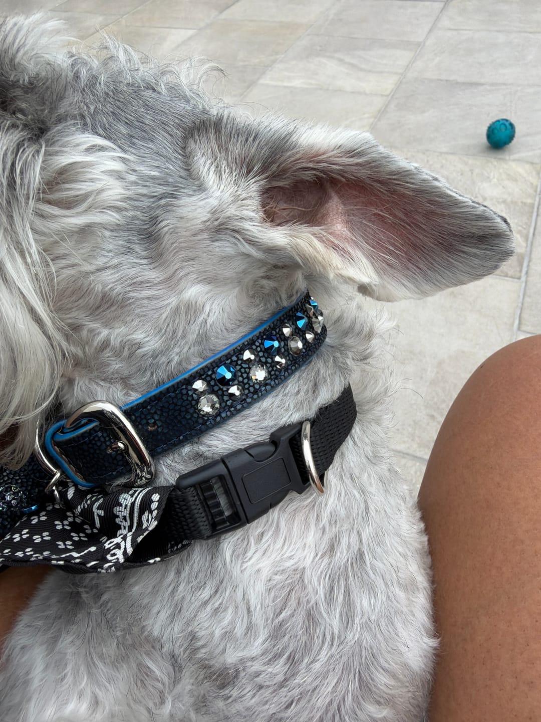 Customer photo review of Collar Blue Metal