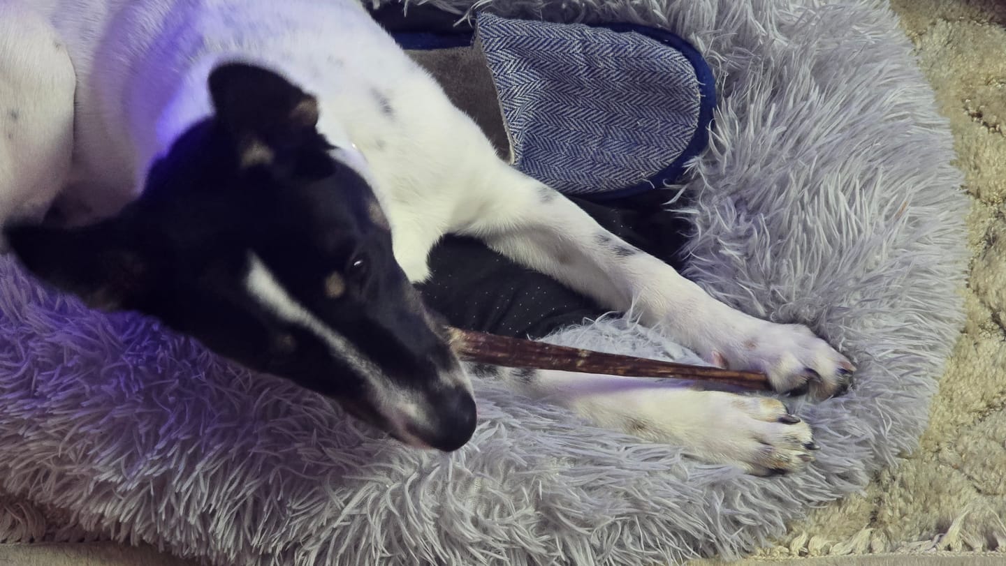 Customer photo review of 12 Inch Thick Bully Stick