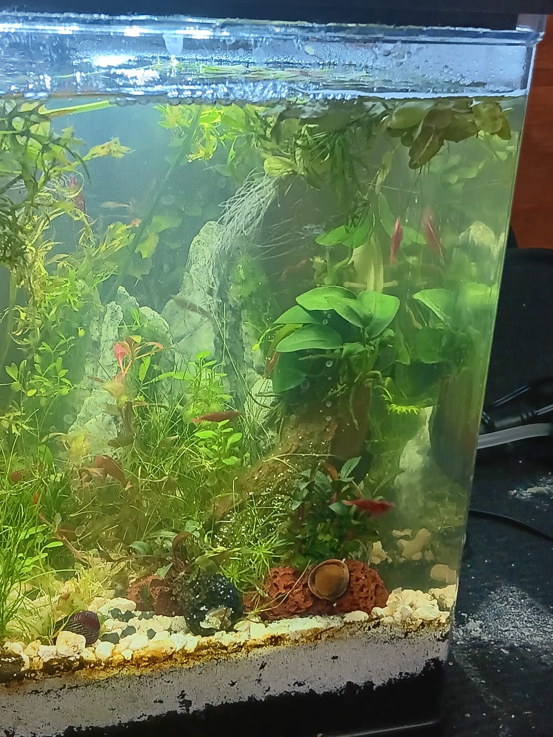 Customer photo review of Fire Red Cherry Shrimp (Bright Red Neocaridina)