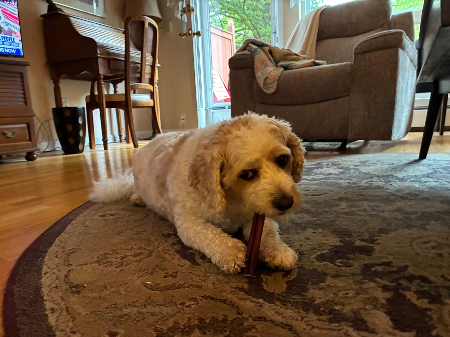 Customer photo review of 5-6 Inch Champion Chew