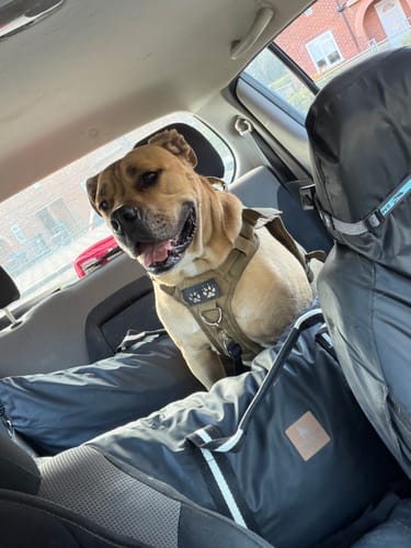 Customer's Dog Dock V2 in a car with a brown dog sitting comfortably inside the black fabric bed.