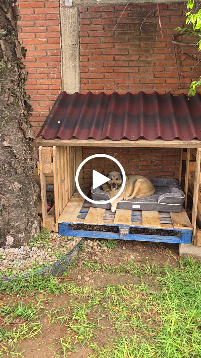 Customer video review of Cama Ortopédica para Perros