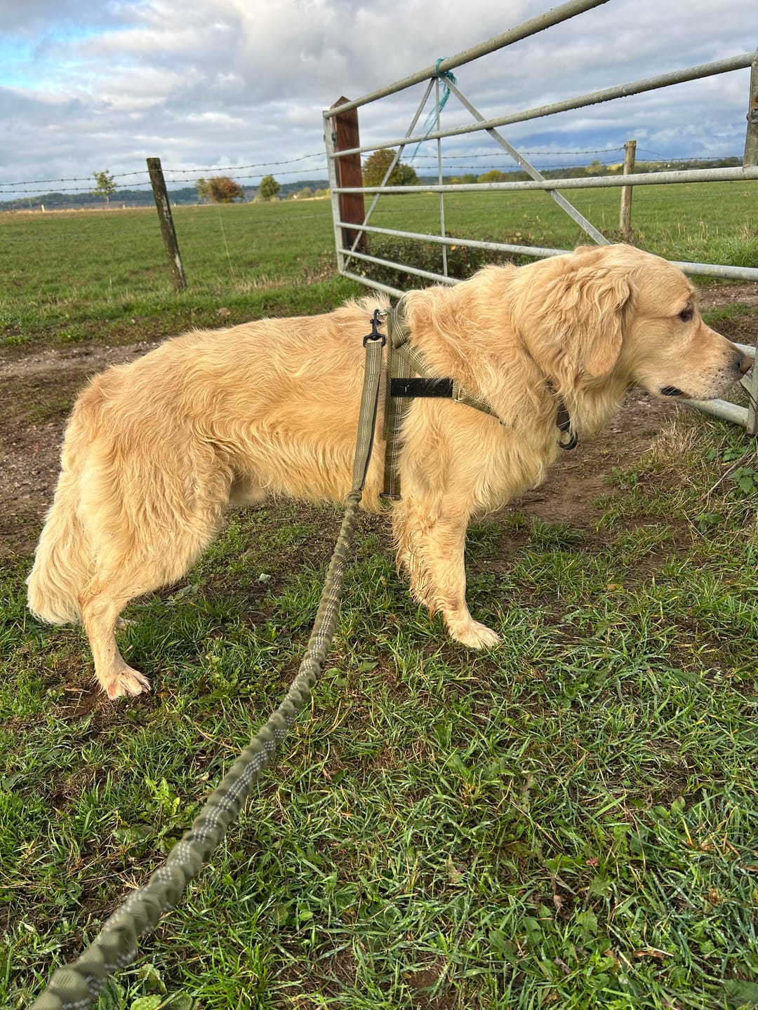 Customer photo review of 🎁 FREE ParoPet Bungee Lead