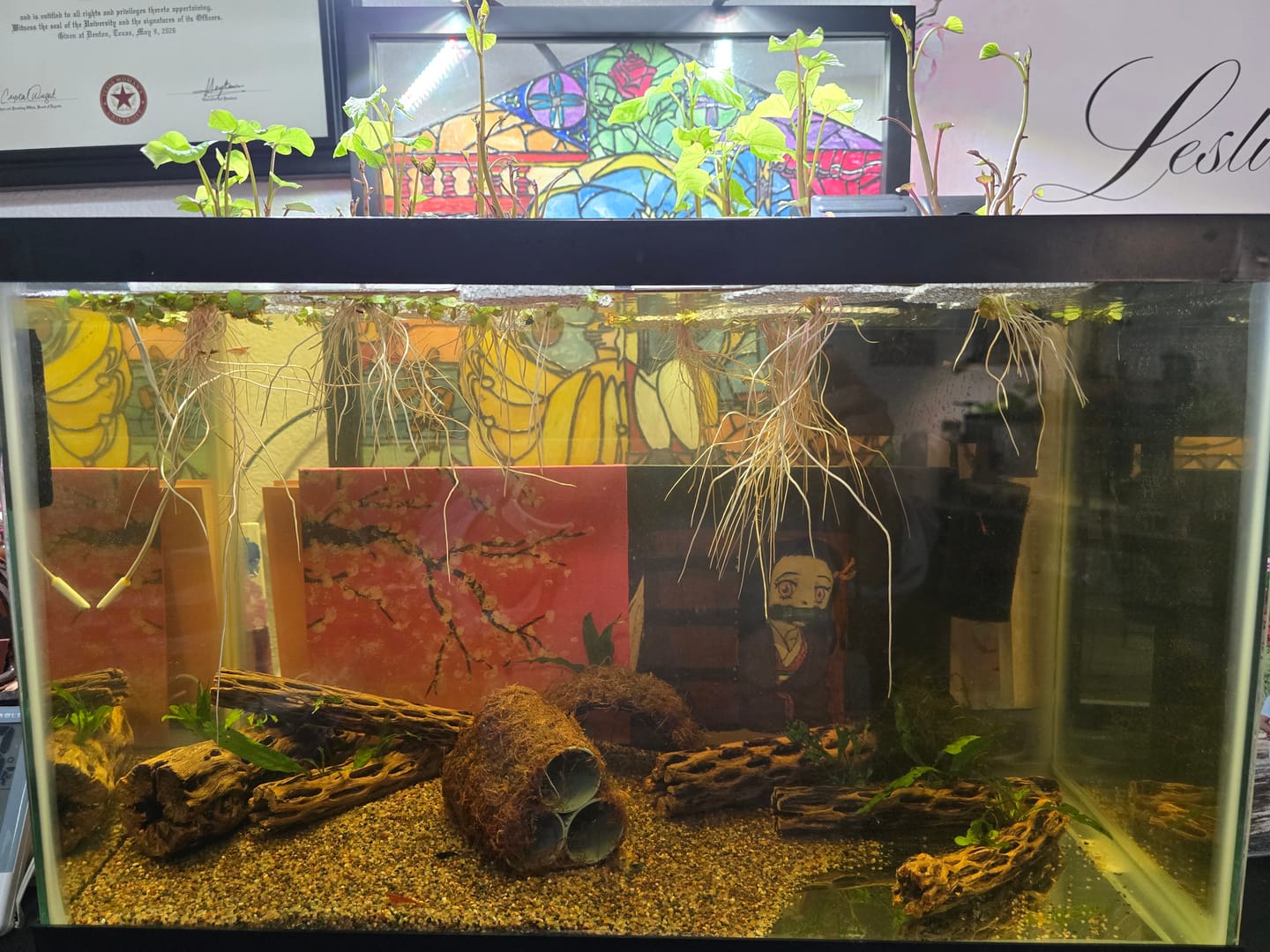 Customer photo review of Neocaridina Skittles Shrimp Pack – Assorted Freshwater Colors