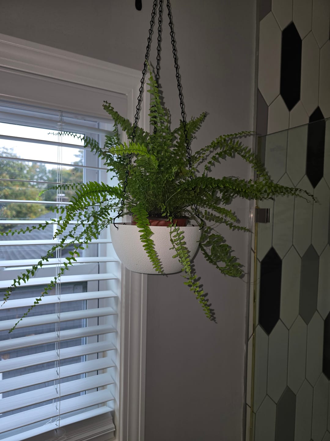 Customer photo review of True Boston Massii Fern
