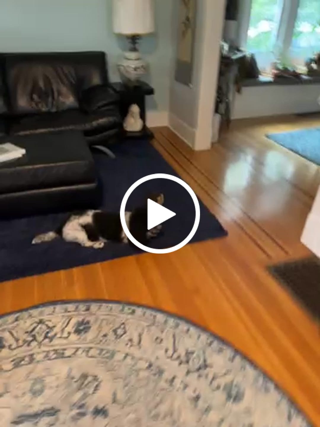 Customer video review of Blueberry Yak Chew — Antioxidants, Vitamins C & K, Heart Health