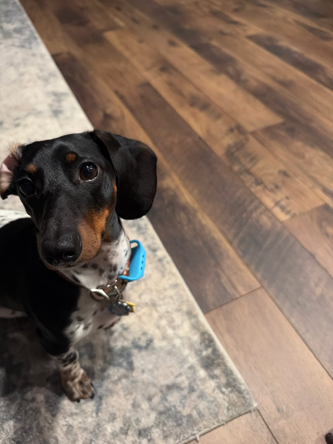 Customer photo review of FurLife™ 12 Months Flea and Tick Free