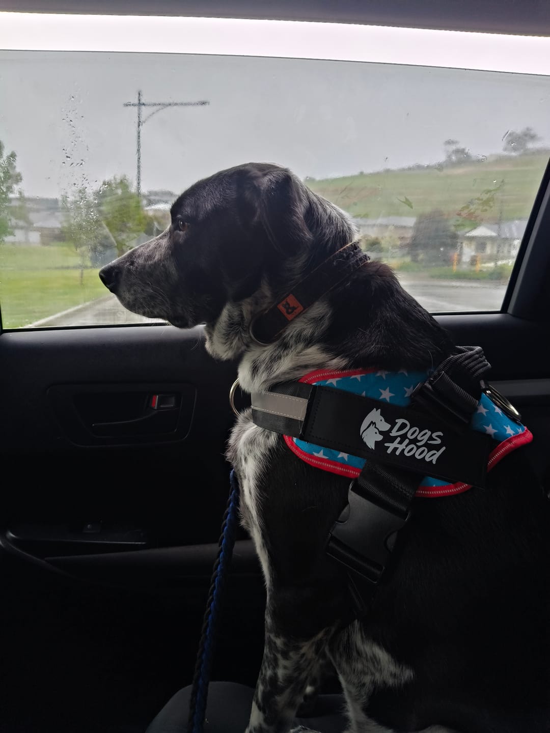 Customer photo review of Dogshood ™ No Pull Harness