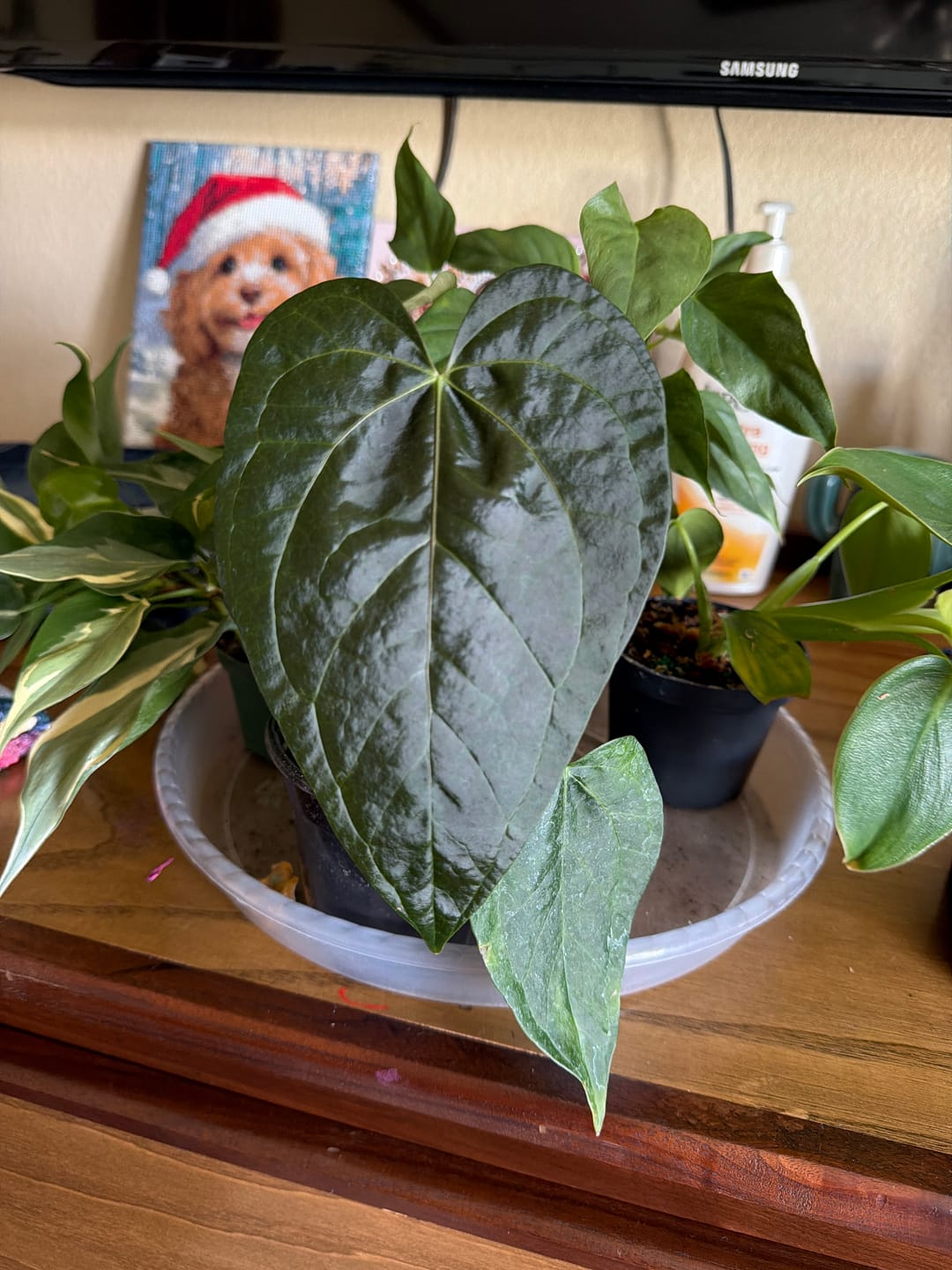 Customer photo review of Anthurium 'Queen of Hearts'