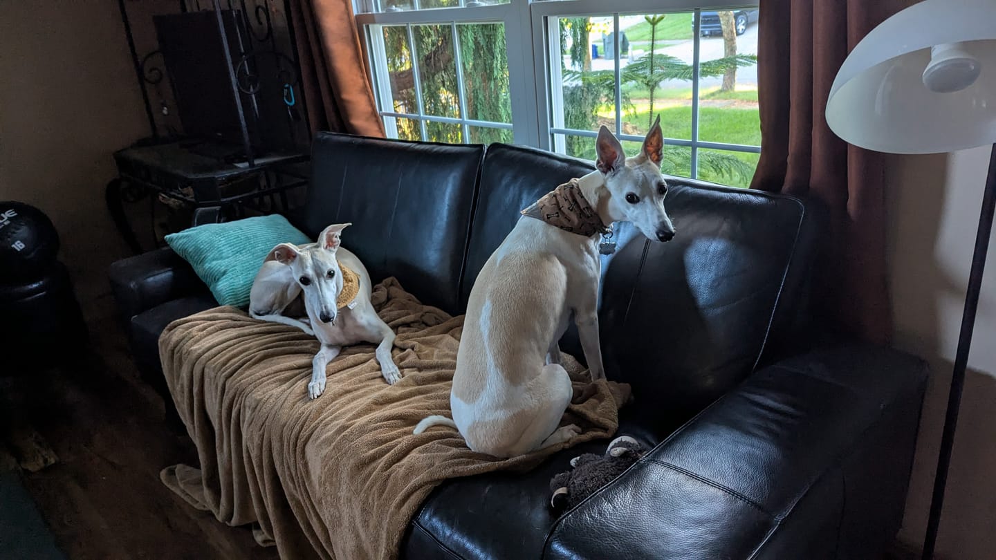 Customer photo review of GCP Flea & Tick Natural Defense for Dogs - 100 Soft Chews