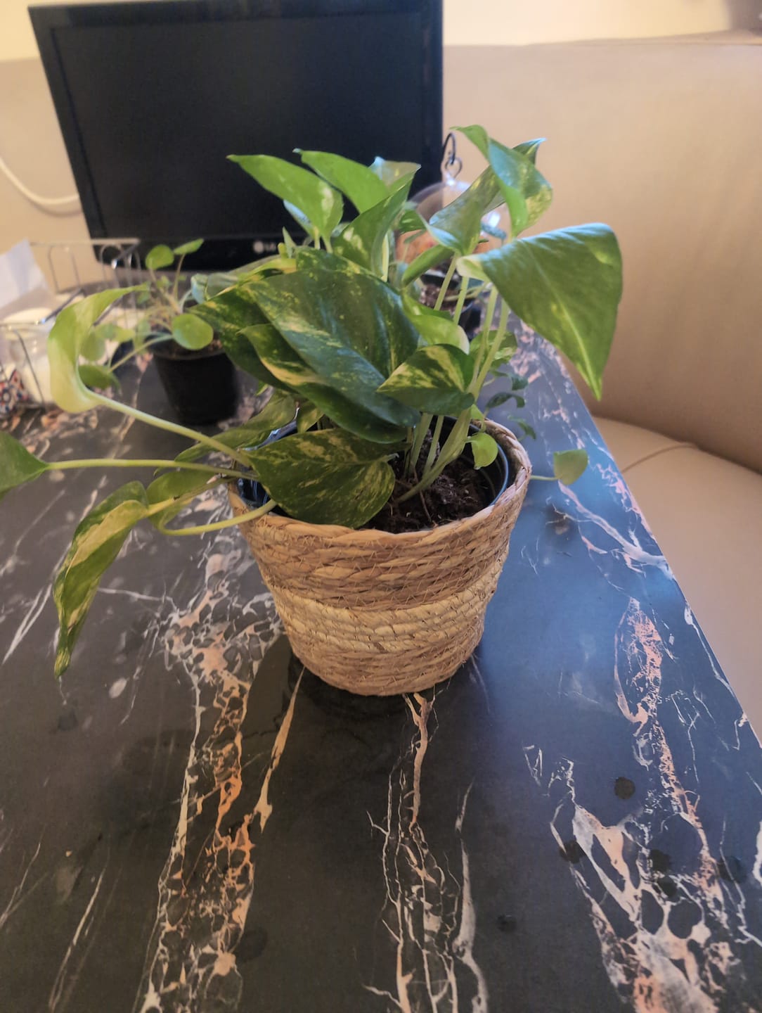 Customer photo review of Golden Pothos Live Plant - Epipremnum Aureum - Low Light Indoor Plant - Desk  Shelf Hanging Basket Plant - Air Purifier Plant