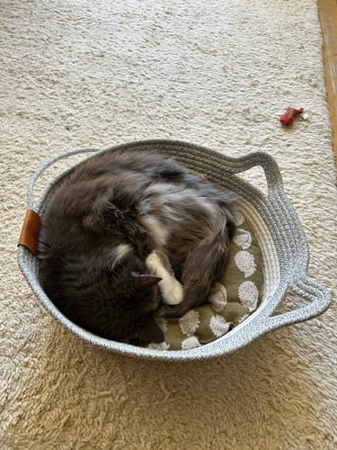 Customer's fluffy grey cat curled up asleep inside an Instinct Basket on a white carpet.